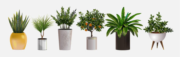 best indoor plants india