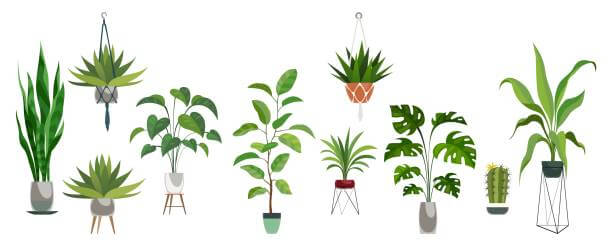 indoor plants in india