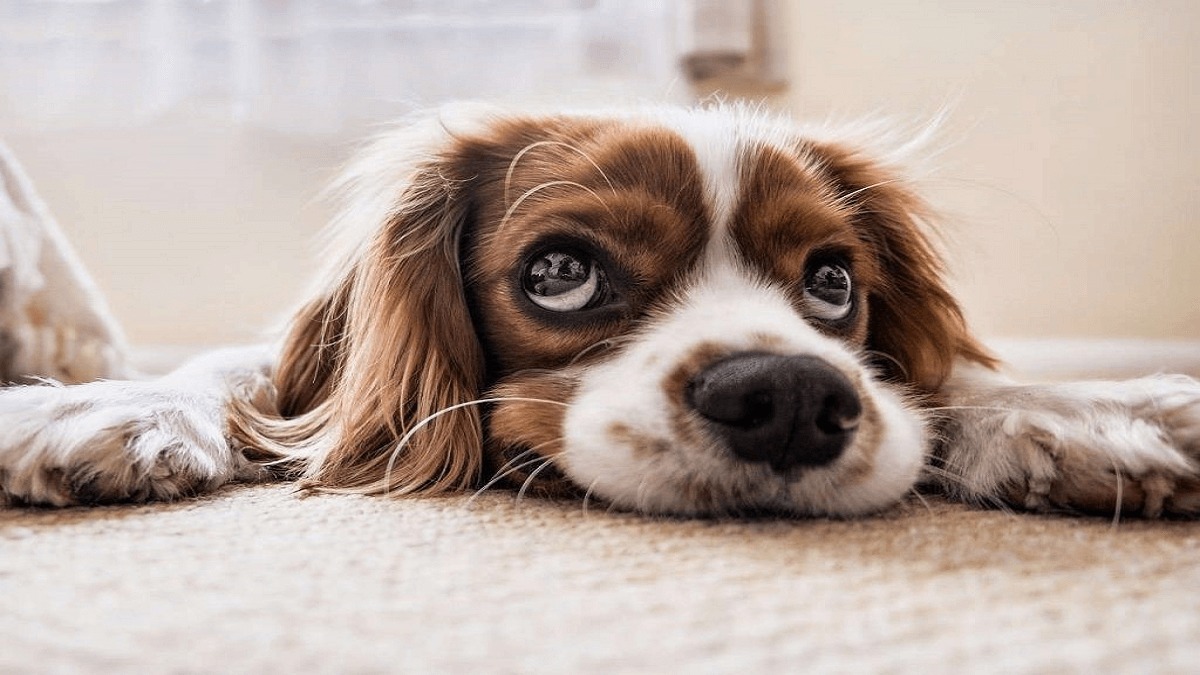 Buying CBD Oils For Your Dog