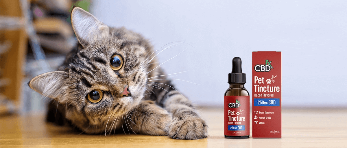 CBD oil for cates