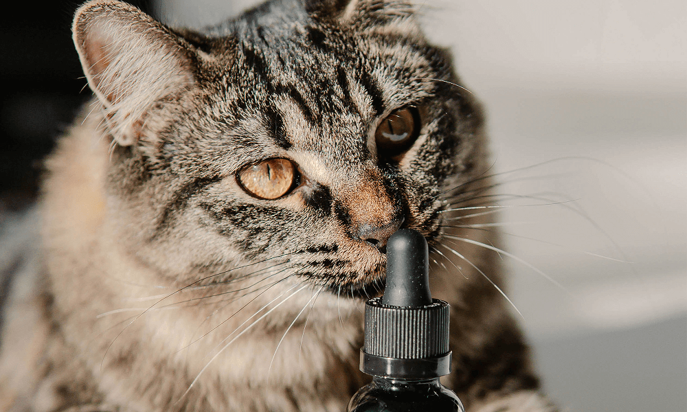 cates CBD oil