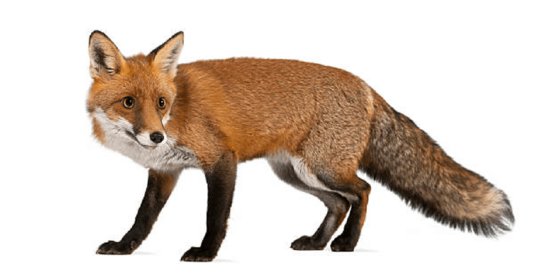 Do Foxes Eat Raw Eggs